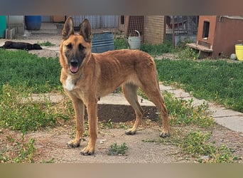 Freundliche Athena ( * 03/2022 ) sucht ihre Familie