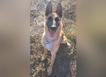 Freundliche Athena ( * 03/2022 ) sucht ihre Familie