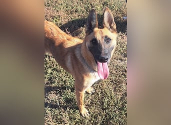 Freundliche Athena ( * 03/2022 ) sucht ihre Familie