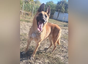 Freundliche Athena ( * 03/2022 ) sucht ihre Familie