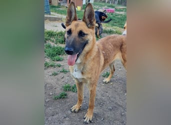 Freundliche Athena ( * 03/2022 ) sucht ihre Familie