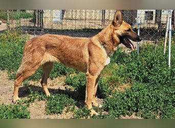 Freundliche Athena ( * 03/2022 ) sucht ihre Familie