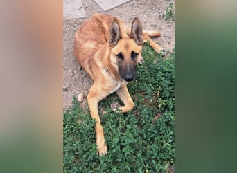 Freundliche Athena ( * 03/2022 ) sucht ihre Familie