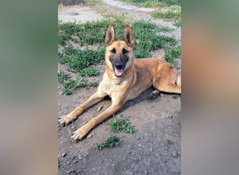 Freundliche Athena ( * 03/2022 ) sucht ihre Familie