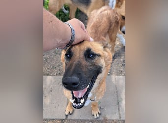 Freundliche Athena ( * 03/2022 ) sucht ihre Familie