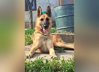 Freundliche Athena ( * 03/2022 ) sucht ihre Familie