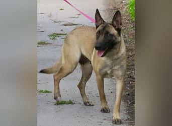 Celine - zutraulich, verschmust und lernwillig