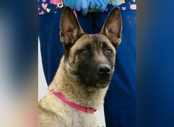 Celine - zutraulich, verschmust und lernwillig