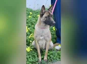 Celine - zutraulich, verschmust und lernwillig