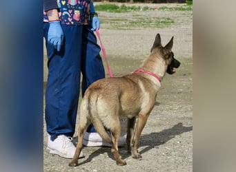 Celine - zutraulich, verschmust und lernwillig