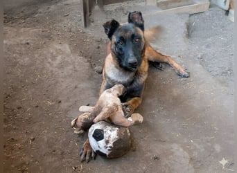 Vincent - der Mali mit dem großen Herzen 