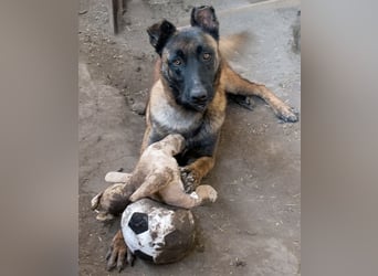 Vincent - der Mali mit dem großen Herzen