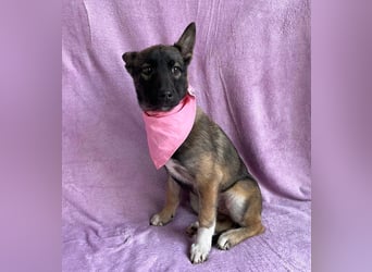 Cookie -Aktiver Welpe sucht erfahrenes Zuhause!