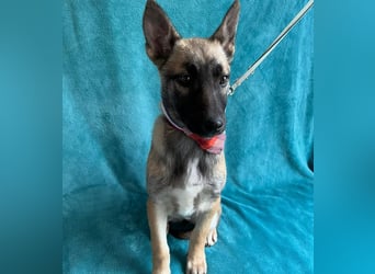 Jul -Sonnenschein auf vier Pfoten sucht liebevolle Familie!