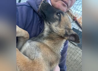 Jul -Sonnenschein auf vier Pfoten sucht liebevolle Familie!