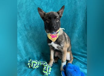 Cookie -Aktiver Welpe sucht erfahrenes Zuhause!