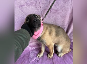 Jul -Sonnenschein auf vier Pfoten sucht liebevolle Familie!