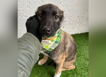 Cookie -Aktiver Welpe sucht erfahrenes Zuhause!