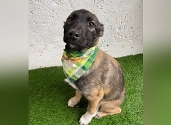 Cookie -Aktiver Welpe sucht erfahrenes Zuhause!