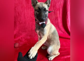 Jul -Sonnenschein auf vier Pfoten sucht liebevolle Familie!