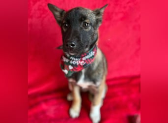 Cookie -Aktiver Welpe sucht erfahrenes Zuhause!