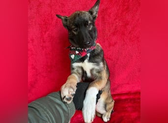 Cookie -Aktiver Welpe sucht erfahrenes Zuhause!