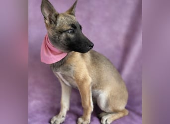 Jul -Sonnenschein auf vier Pfoten sucht liebevolle Familie!