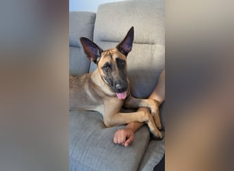 ALPHA - sensibler Kampfkuschler