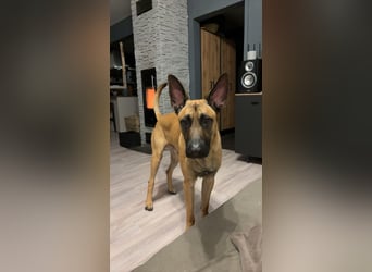 ALPHA - sensibler Kampfkuschler