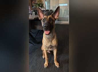 ALPHA - sensibler Kampfkuschler