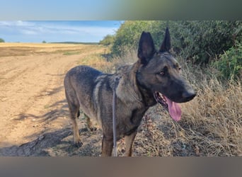 Indi, aktiver freundlicher Malinoisrüde geb.15.11.2023