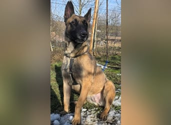 MALIKA - Malinois-Mädchen sucht ihre Menschen