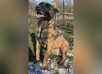 MALIKA - Malinois-Mädchen sucht ihre Menschen