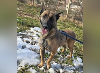 MALIKA - Malinois-Mädchen sucht ihre Menschen