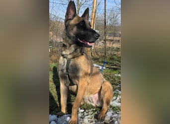 MALIKA - Malinois-Mädchen sucht ihre Menschen