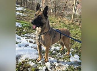 MALIKA - Malinois-Mädchen sucht ihre Menschen