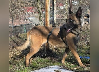 MALIKA - Malinois-Mädchen sucht ihre Menschen