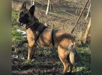 MALIKA - Malinois-Mädchen sucht ihre Menschen