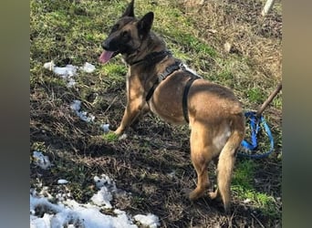 MALIKA - Malinois-Mädchen sucht ihre Menschen