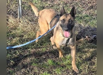 MALIKA - Malinois-Mädchen sucht ihre Menschen