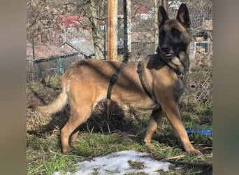 MALIKA - Malinois-Mädchen sucht ihre Menschen