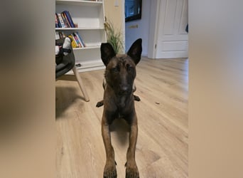 Malinois sucht ein neues zu Hause 