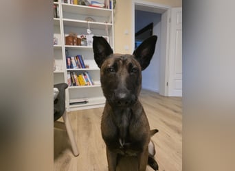 Malinois sucht ein neues zu Hause 