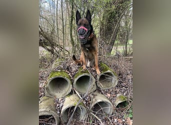 Albert Einstein, Malinois, geb. 11.03.2020, sucht erfahrene Einzelperson