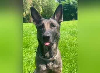 Brownie, Malinois, geb. 2023, mit guten Grundgehorsam, braucht Auslastung