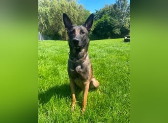 Brownie, Malinois, geb. 2023, mit guten Grundgehorsam, braucht Auslastung