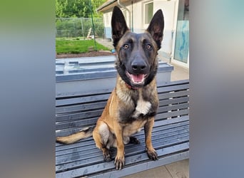 Tony, Malinois, geb. 2021, sucht geduldige und hundeerfahrene Besitzer