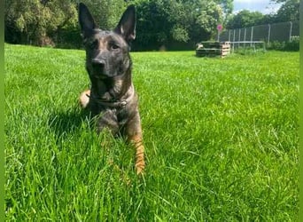 Brownie, Malinois, geb. 2023, mit guten Grundgehorsam, braucht Auslastung