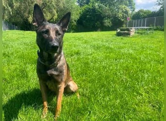 Brownie, Malinois, geb. 2023, mit guten Grundgehorsam, braucht Auslastung