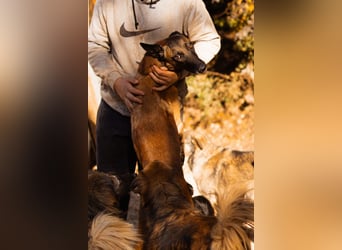 Malinois ♥ Tinki Vinki ♥ sympathischer 3-Bein-Fell-Schatz